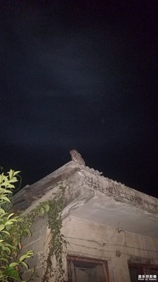 怪事見過貓頭鷹嗎？