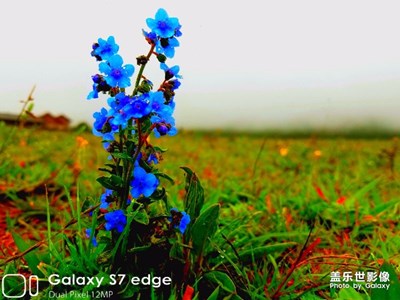 花花草草來(lái)一波