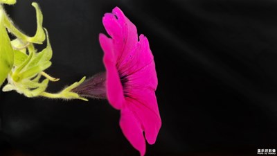 花兒那么艷