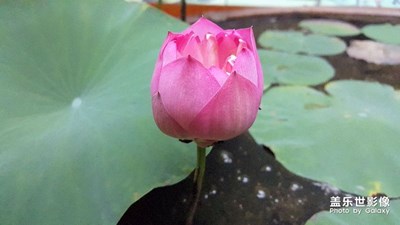 蓮花綻放