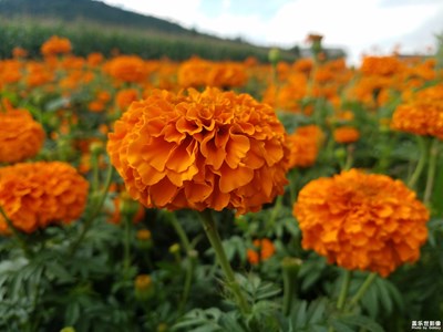 農(nóng)民的致富花