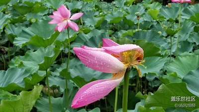 陰雨殘荷