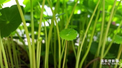 銅錢草
