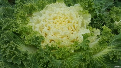 這是什么花？菜花嗎？