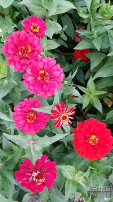 那些花兒