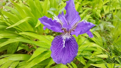 這是什么花