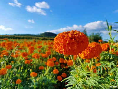 花海