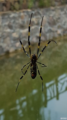 蟲