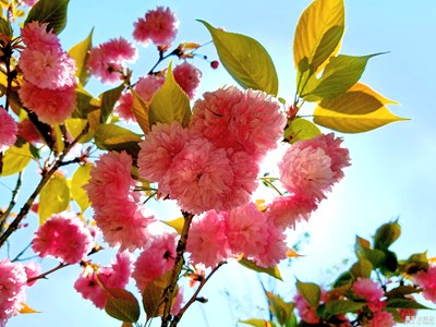 可愛的小花
