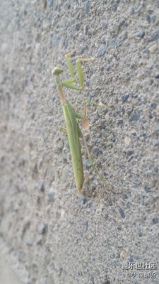 雙刀大俠