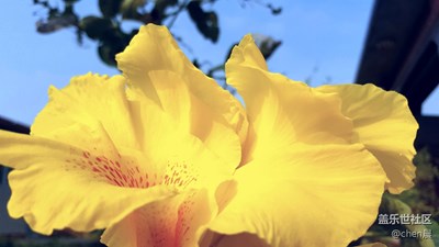 路邊花
