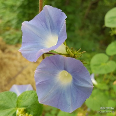 莫說秋日花凋盡，更有新花滿枝頭！