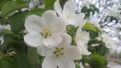 感覺沒拍好，請大家指點