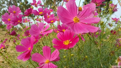 秋花更比春花美！