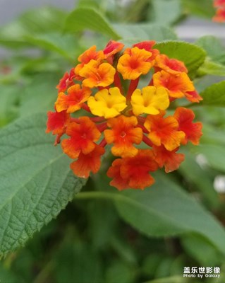 秋天的花朵