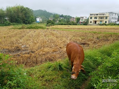 我的家鄉(xiāng)