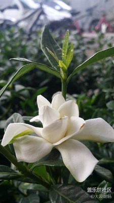 梔子花開(kāi)十里香