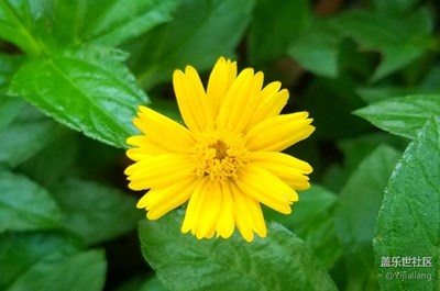小花的存在感