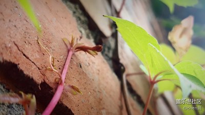 爬山虎的腳