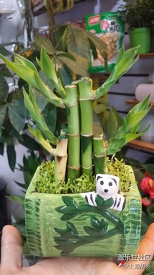 富貴竹