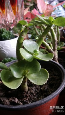 這是什么花