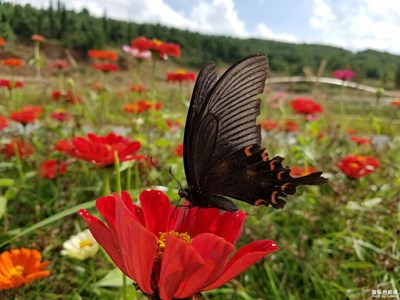 蝶舞花間