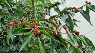 《秋天的故事》+秋來(lái)了