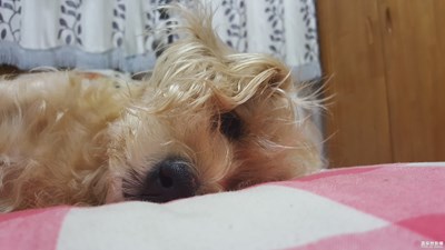 我倒，倒，倒