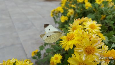 蝶戀花
