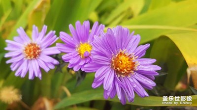 路邊菊花隨拍