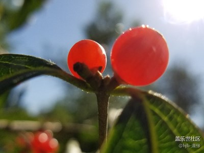 此物最相思