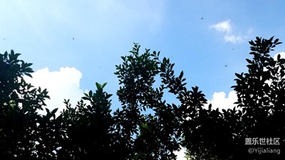 藍天白云還有自由飛翔的蜻蜓