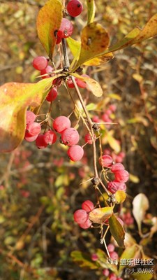紅珍珠