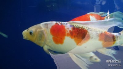錦鯉