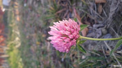微距.野花