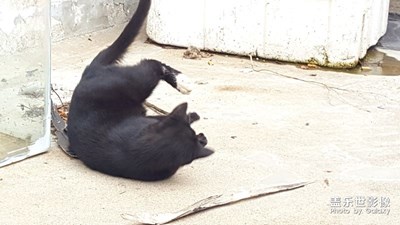 自娛自樂