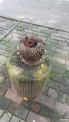 青苔