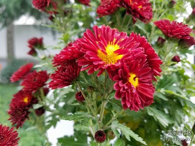 拍才知道 秋菊