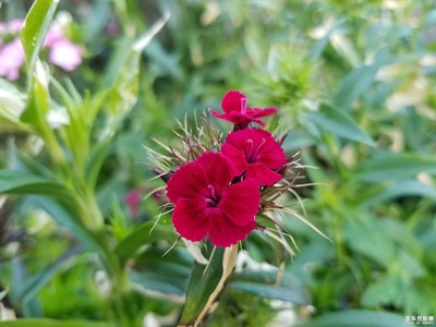 拍才知道+花兒如此美麗