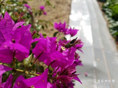 s7 7.0隨拍
