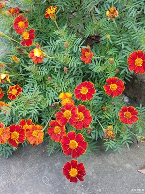 花兒不錯