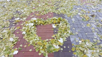 落葉知秋