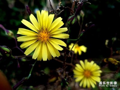 秋菊、高壓線(xiàn)塔