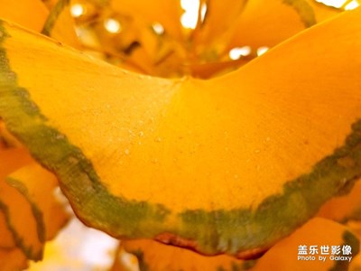 銀杏樹(shù)