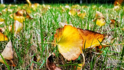 深秋花意