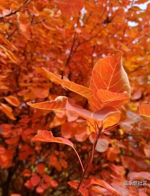 香山紅葉