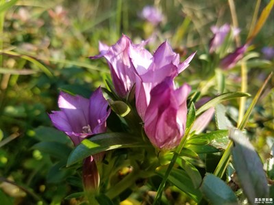 龍膽草花