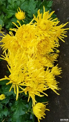 菊花