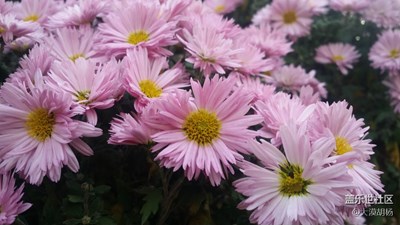 菊