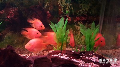 漂亮的魚(yú)